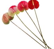 Artificial Anthurium Stems, Length: 64 cm