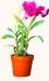 Orchid Flower in Plastic Pot