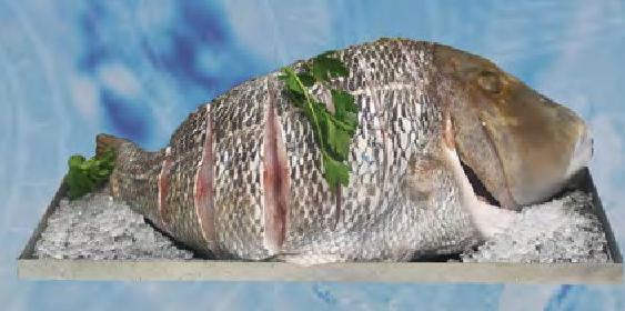 Fresh Fish Capitaine-500G